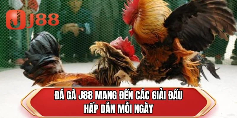Đá gà J88 mang đến các giải đấu hấp dẫn mỗi ngày