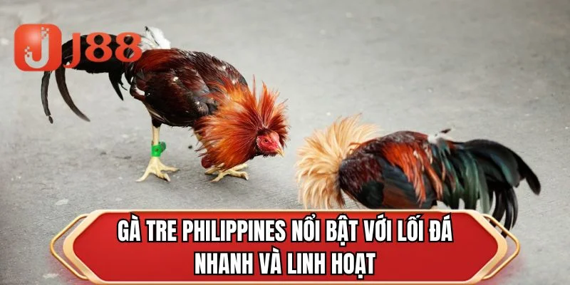 Gà tre Philippines nổi bật với lối đá nhanh và linh hoạt