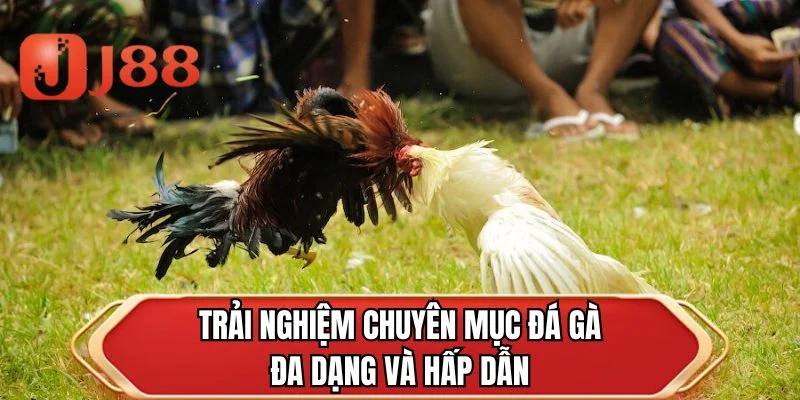 Trải nghiệm chuyên mục đá gà đa dạng và hấp dẫn